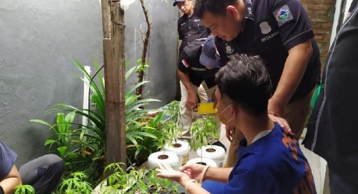 Merasa Cerdik Tanam Ganja Hidroponik, Penjual Kucing Ini Justru Tak Berkutik 