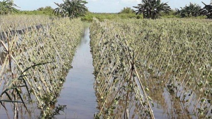 Kebun Direndam Banjir, Petani Gagal Panen 