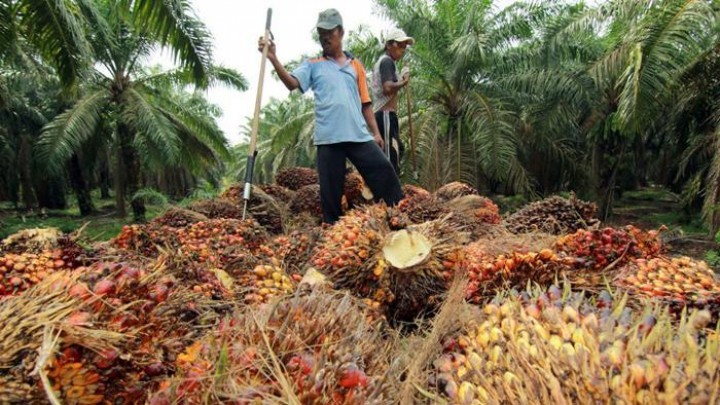 Harga Sawit Turun Rp160,7 per Kilogram
