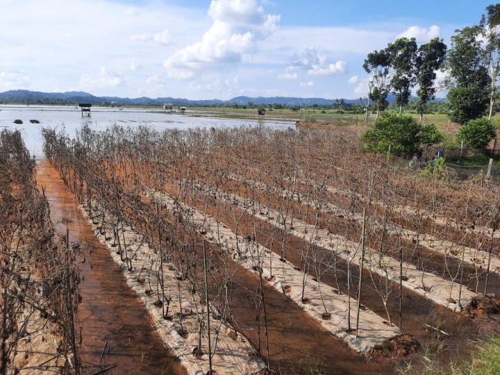 200 Hektar Sawah di Samarinda Terendam Banjir, Petani Gagal Panen Ratusan Juta