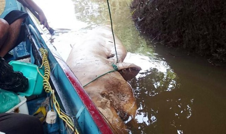 Bangkai Pesut Mahakam Ditemukan di Perairan Kukar