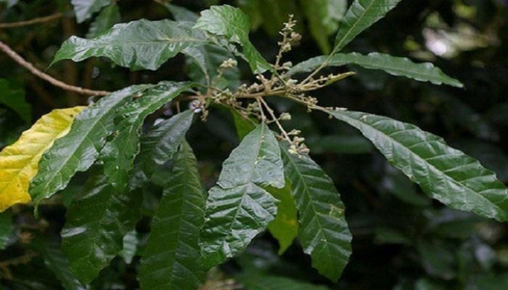 Pria Dewasa Cari Daun dan Kayu Sanrego, Obat Kuat atau Mitos?