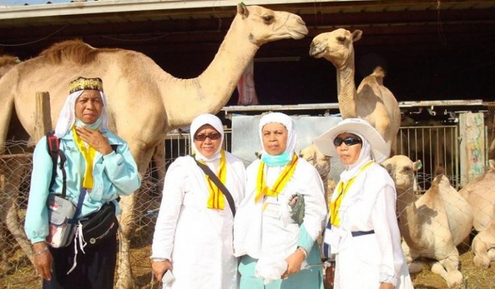  Menkes: Calon Jemaah Haji Dilarang Selfie dengan Unta