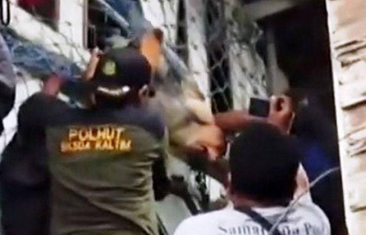 Bekantan Berkeliaran di Pemukiman Samarinda Berhasil Ditangkap