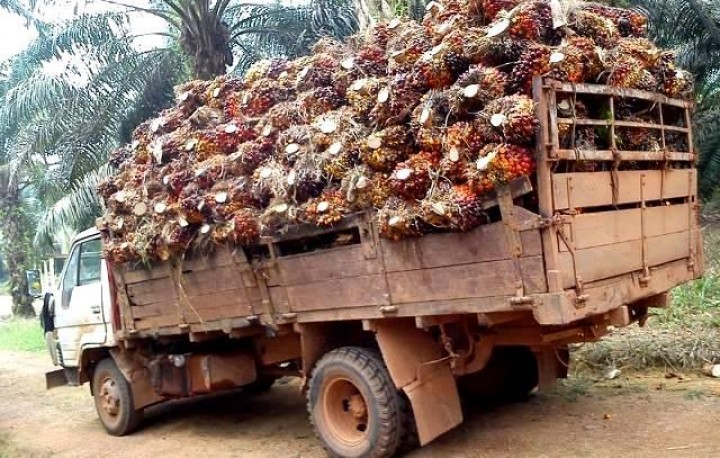 Perekonomian Lesu, Harga Sawit Kaltim Ikut Melemah