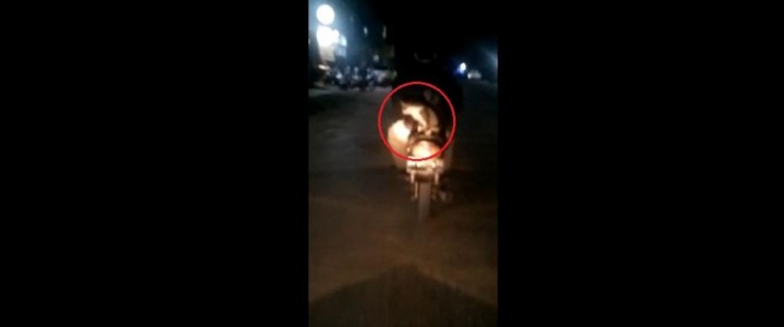 VIDEO: Aneh Tapi Nyata! Pengendara Motor Bonceng Kucing di Samarinda