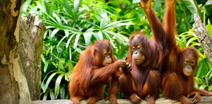 Miris, Tak Sampai 10 Persen Perusahaan Jalankan Hutan Konservasi di Kaltim