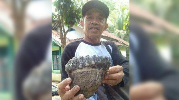 Warga di Cisaga Ciamis Digegerkan Temuan Fosil Rahang Gajah Purba   