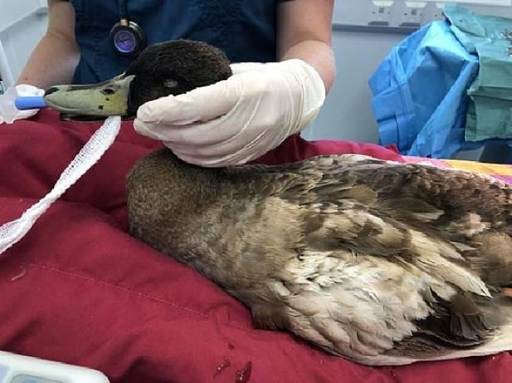 Bebek Ini Diangkat Penisnya karena Terlalu Sering Kawin 