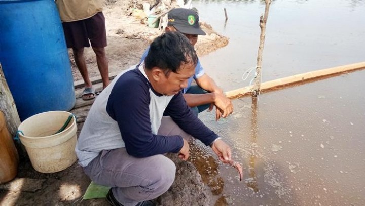 Diduga Tercemar Pupuk, Udang Tambak di Kutim Mendadak Mati