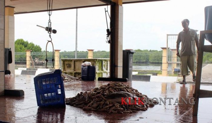 Rusak Harga Pasar, Pemkot Bontang Larang Jual Ikan Eceran di PPI