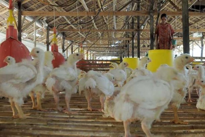 Harga Ayam Peternak Anjlok Lagi, Siapa Peduli?