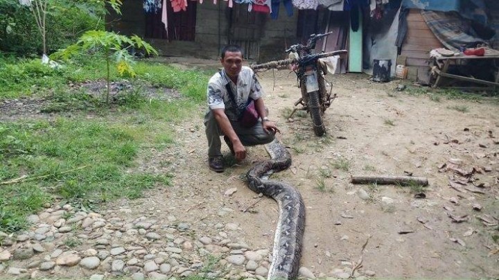 Lolos dari Maut, Aksi Heroik Suami di Langsa Baro Bebaskan Istri dari Lilitan Ular Piton