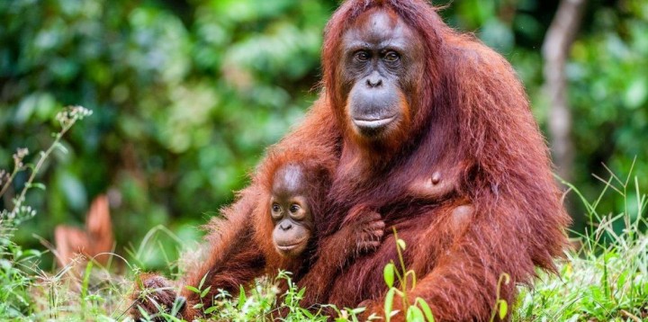 Indonesia dan Amerika Lepasliarkan 4 Orang Utan di Kalimantan