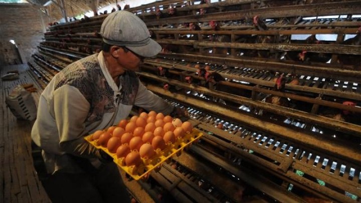 Demi Harga Daging Naik, 10 Juta Telur Ayam Akan Dimusnahkan