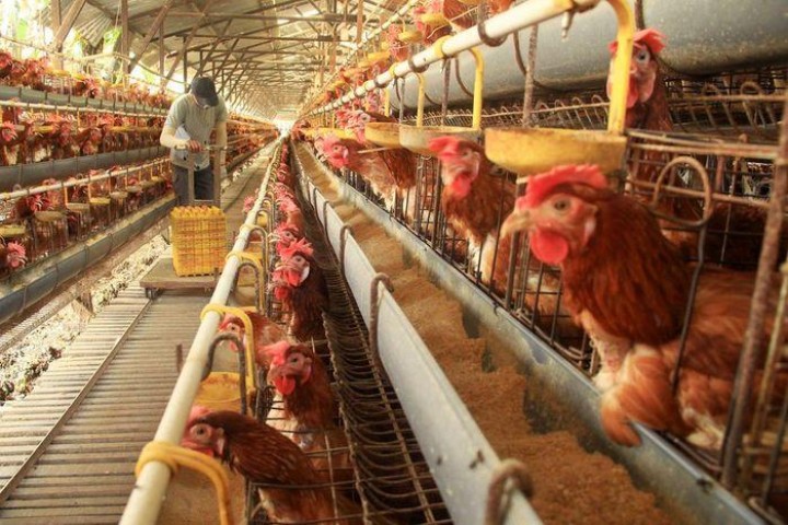 Pemerintah Musnahkan 7 Juta Telur dan Anak Ayam tiap Minggu Dengan Alasan Jaga Harga