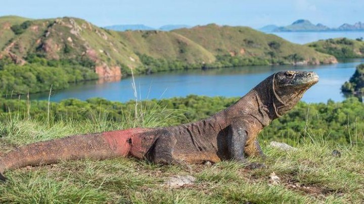 Pulau Komodo Dibuat Eksklusif, Tiket Masuknya Rp 14 Juta