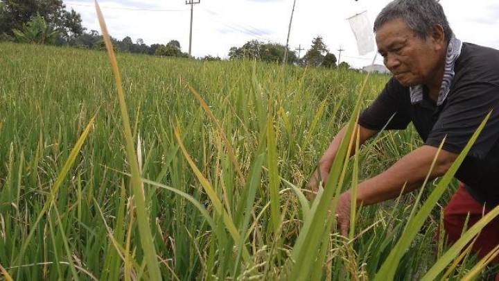 25 Hektare Sawah di Penajam Paser Utara Gagal Panen