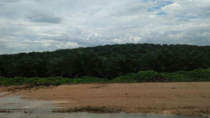 Minimnya CSR Sawit Berau Disorot Agus Tantomo