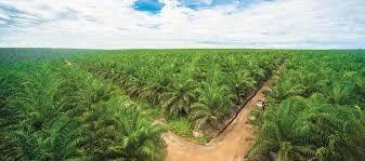 132 Hektar Kebun Kelapa Sawit Hasil Rambahan Dikembalikan Fungsinya