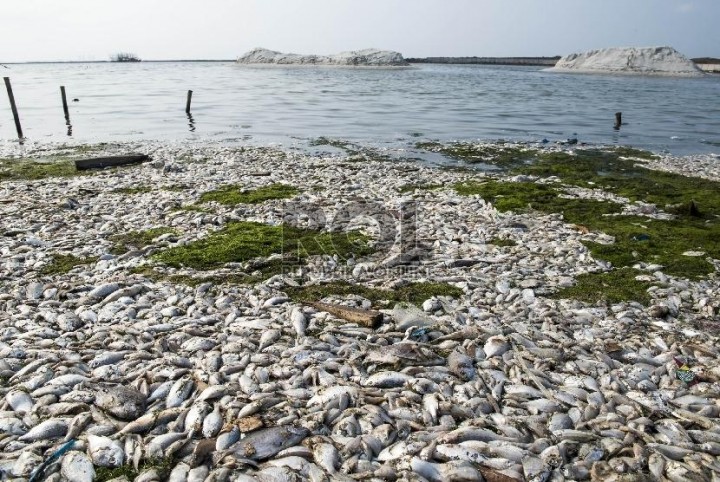 Perlu Riset Terkait Fenomena Kematian Massal Ikan dan Gempa