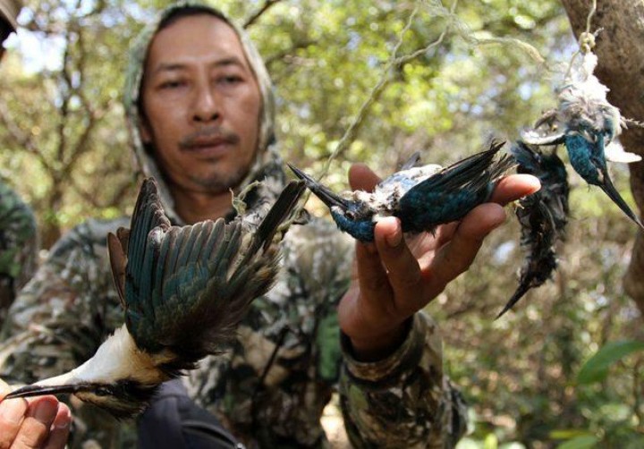 Pemburu Ancam Populasi Burung Liar Pamurbaya