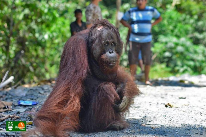 Pembukaan Lahan Sawit di Berau Ancam Populasi Orangutan