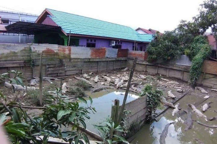 Tinggal Dekat Kandang 32 Buaya yang Hanya Berdinding Seng dan Papan, Warga Mengaku Takut hingga Ayam