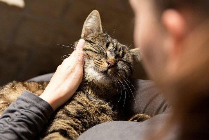 Perempuan Bisa Lebih Sehat dengan Memelihara Kucing