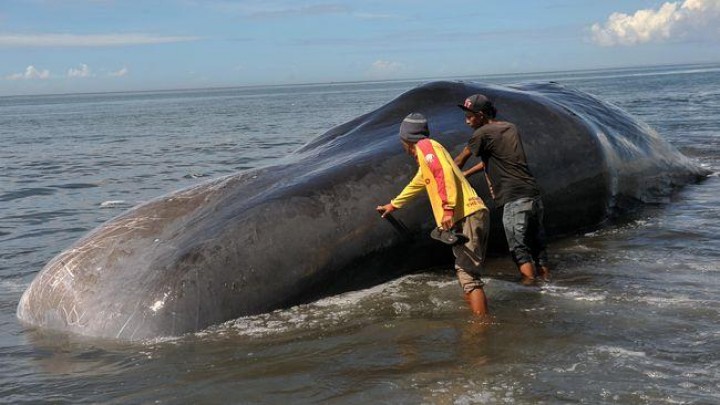 Seekor Paus Jantan Mati Akibat Menelan 100 Kilogram Sampah 