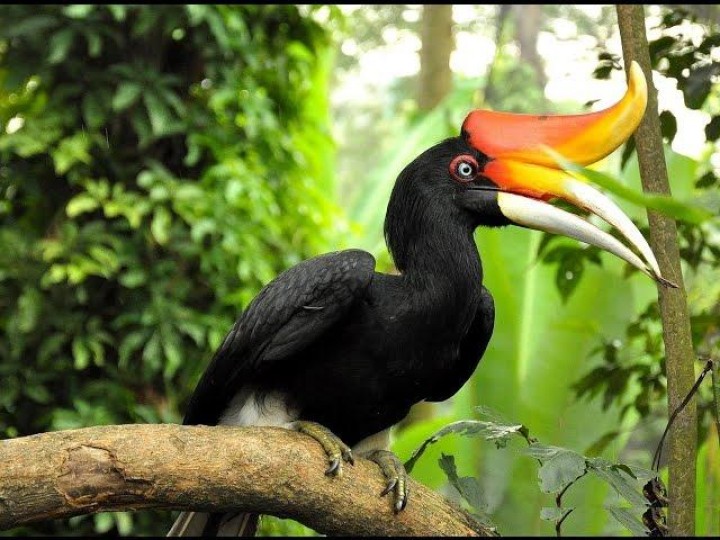 Burung Enggang Bakal jadi Logo Resmi Porprov Kaltim 2018