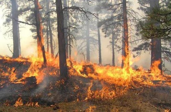 BNPB: 80 Persen Hutan yang Terbakar Selalu Berubah Jadi Perkebunan