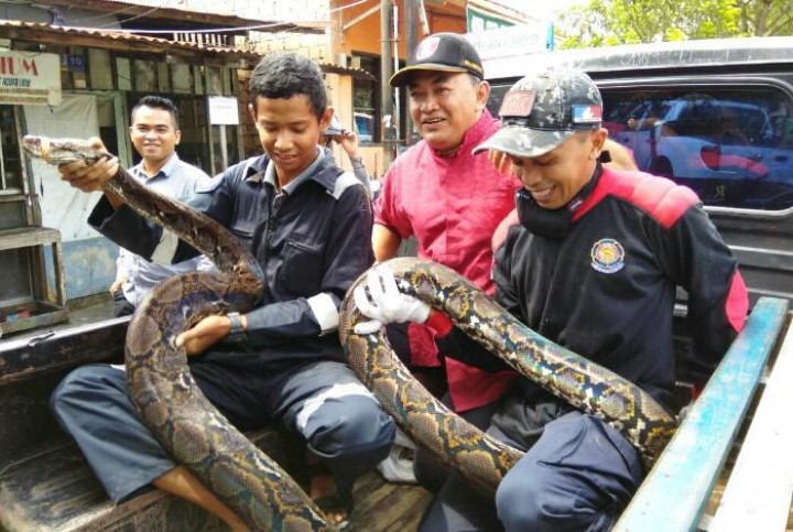 Sempat Terkam Ayam, Phiton 4,5 Meter Diamankan di Kolong Rumah