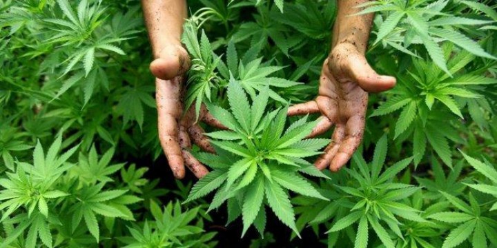 Malaysia Bakal Bolehkan Warga Tanam Ganja untuk Tujuan Medis