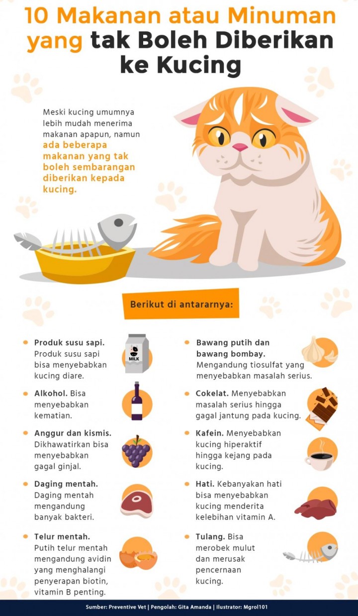 10 Makanan atau Minuman yang tak Boleh Diberikan ke Kucing
