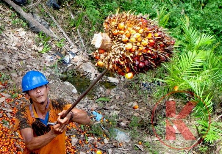 Sawit Penyumbang Terbesar Deforestasi di Kalimantan Timur