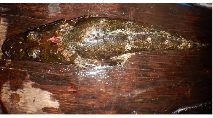 Unik, Ikan Buaya Ditemukan di Perairan Teluk Wondama Papua Barat 