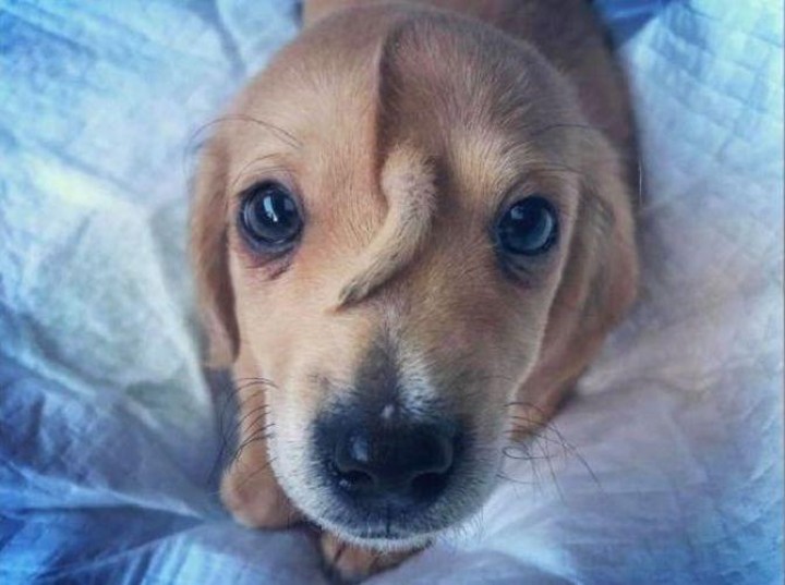 Ekor Anak Anjing Ini Tumbuh di Kepala