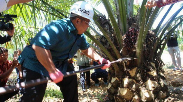 Sekali Panen, Gapoktan Muara Pantun Produksi 452 Ton Sawit 