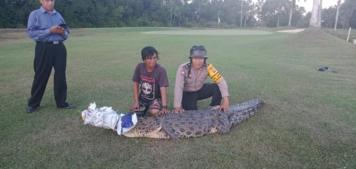 Buaya 3 Meter Berhasil Diamankan Caddy Golf Hotel Sintuk