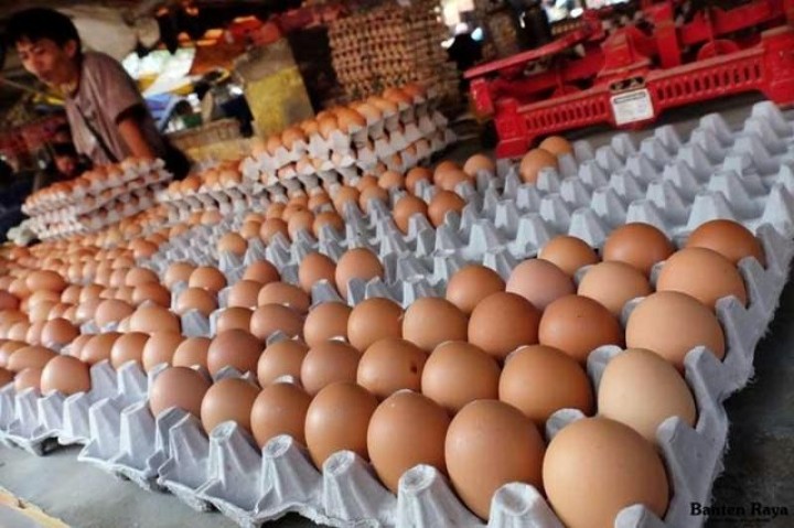 Harga Telur di Balikpapan Berangsur Normal