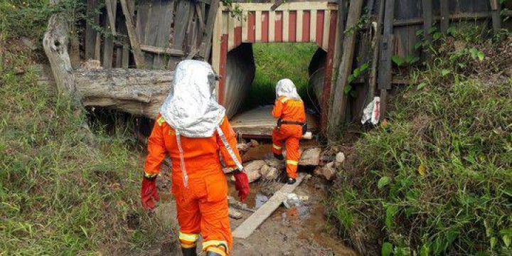 Teror Lebah di Samarinda Tewaskan 1 Orang
