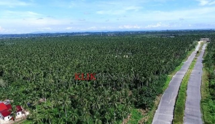 Wow, Produksi Kelapa Penajam Diatas 10 Juta Butir Setahun