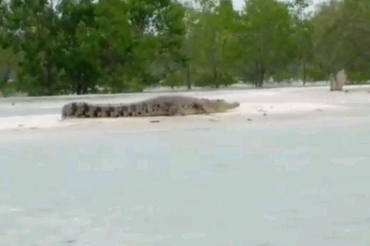 Viral Video Kawanan Buaya Berjemur di Pantai Wilayah Bangka 