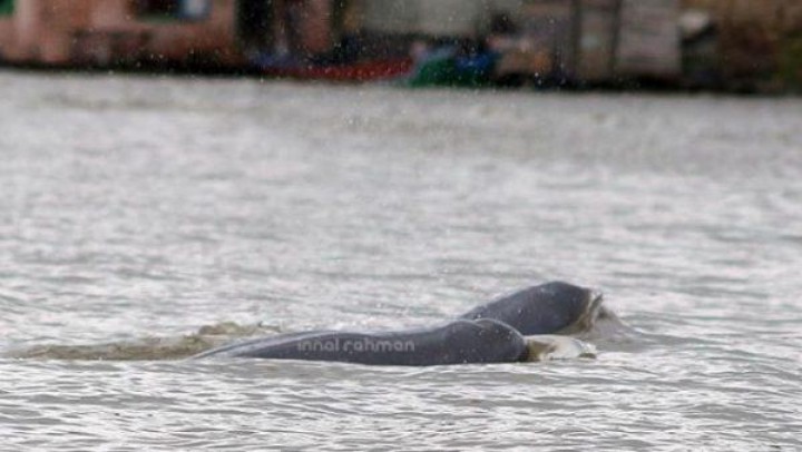 Akhirnya, Pesut Mahakam Bebas Berkeliaran di Sungai Seluas 43,117 Hektare
