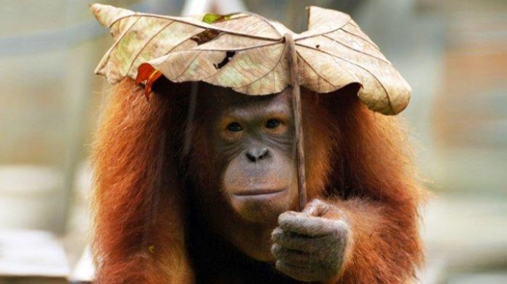 Pelaku Marah karena Orangutan Melawan
