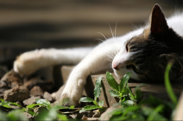 Ayam, Kucing hingga Kambing Mati Mendadak di Bekasi