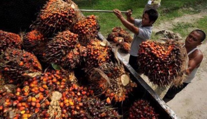 Harga Sawit Anjlok, Petani Diimbau Tak Jual ke Tengkulak