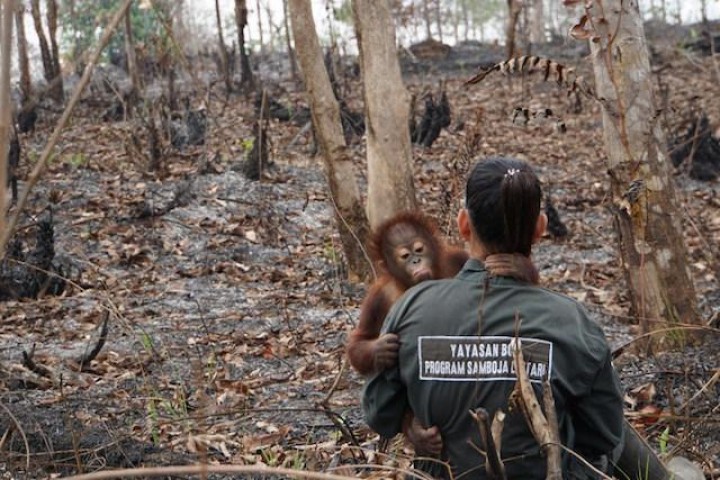 Bikin Jengah, Hutan Rehabilitasi Orangutan di Kukar Dirambah Penduduk