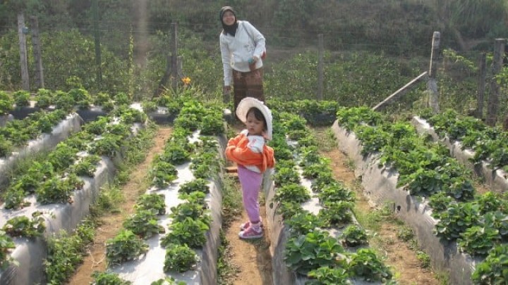 Peluang Bisnis Bagi Kamu yang Gemar Berkebun